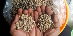 Indonesia Dapat Julukan Baru sebagai “Surga Kopi Dunia”
