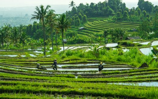 Ilustrasi distribusi beras SPHP untuk masyarakat melalui koperasi desa. Foto Unsplash: Sebastian Pena Lambarri.