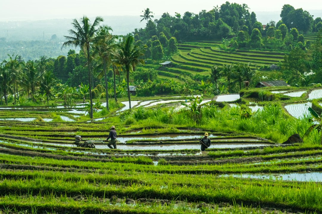 Ilustrasi distribusi beras SPHP untuk masyarakat melalui koperasi desa. Foto Unsplash: Sebastian Pena Lambarri.