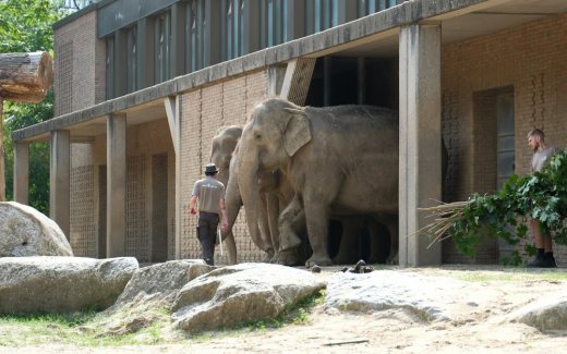 Satwa kebun binatang sebagai ilustrasi penyerahan bangunan Bandung Zoo