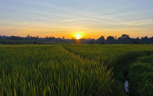 Persawahan sebagai ilustrasi perbaikan irigasi pertanian Kabupaten Bandung